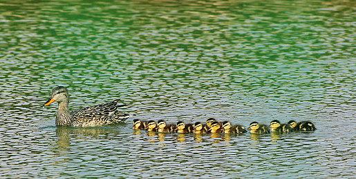 《苍白花树繁茂之时》制作杂谈：挖坑一时爽，填坑火葬场